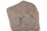 Ordovician Echinoderm Plate (Eocrinoids & Carpoids) - Morocco #305175-4